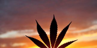 Cannabis Australie