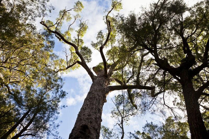 Valley of Giants - Australie
