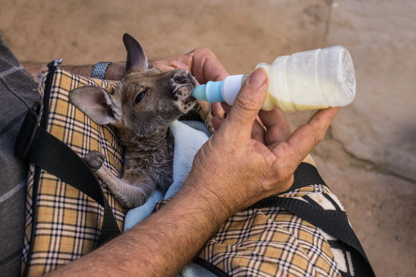 Bébé kangourou nourri au biberon