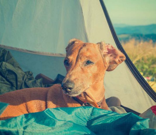 chien voyage