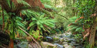 Great Otway National Park