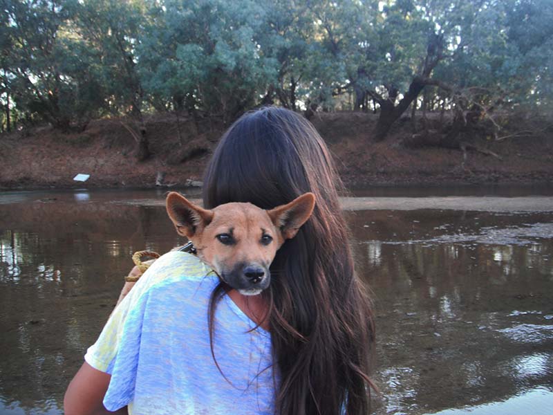 dingo australie