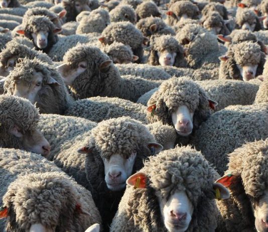 moutons