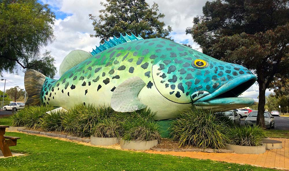 giant murray cod