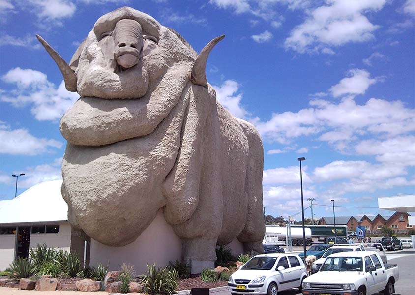 the big merino