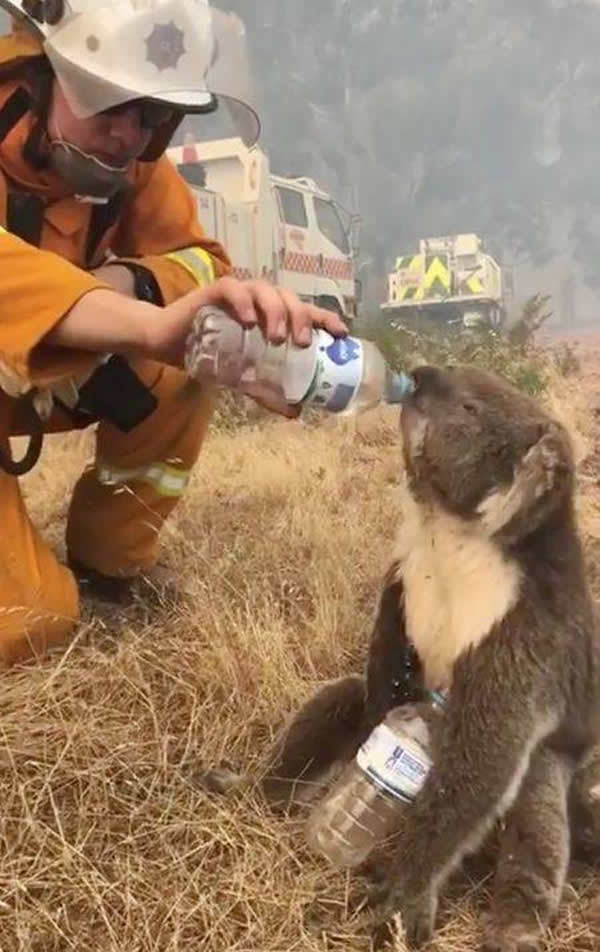 Incendies en Australie