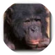 Illustration du profil de bonob