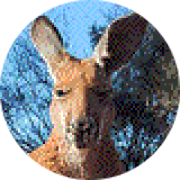 Illustration du profil de austrafille