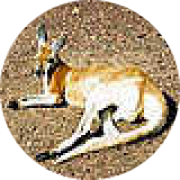 Illustration du profil de marsupial