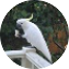 Illustration du profil de Kookabourrette