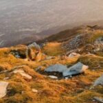 Illustration du profil de pangot