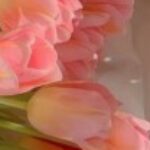 Illustration du profil de baroc