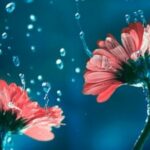 Illustration du profil de bolew38803